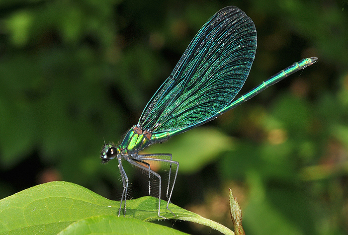 Calopteryx slendens?